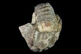 Partial, Fossil Stegodon Molar In Jaw Section - Indonesia #149739-3